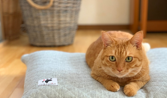 【少数 在庫限り　値下げしました 】大きめ!!  リアルダウン使用‼︎ 羽毛クッションベッドセット　ペットベッド 5枚目の画像