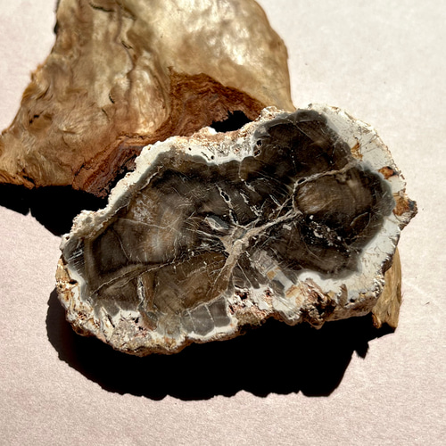 珪化木（ペトリファイドウッド）typeC 天然石 はな's works 通販