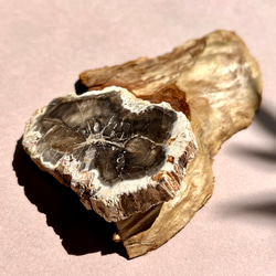 珪化木（ペトリファイドウッド）typeC 7枚目の画像
