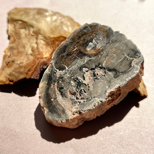 珪化木スライス（Petrified Wood） ペトリファイドウッド/珪化木