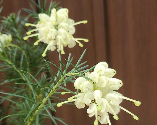 花芽付き♪グレビレア ロスマリニフォリアルテア テラコッタ鉢植え 苗