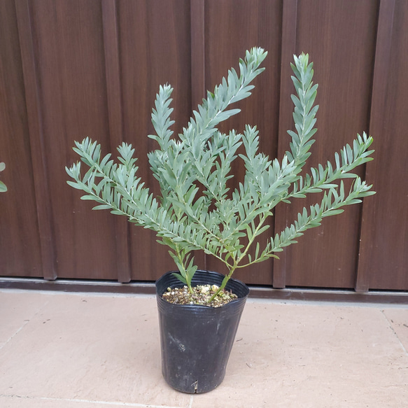 カッコいい♡シルバーリーフ アカシア ブルーブッシュ ポット苗