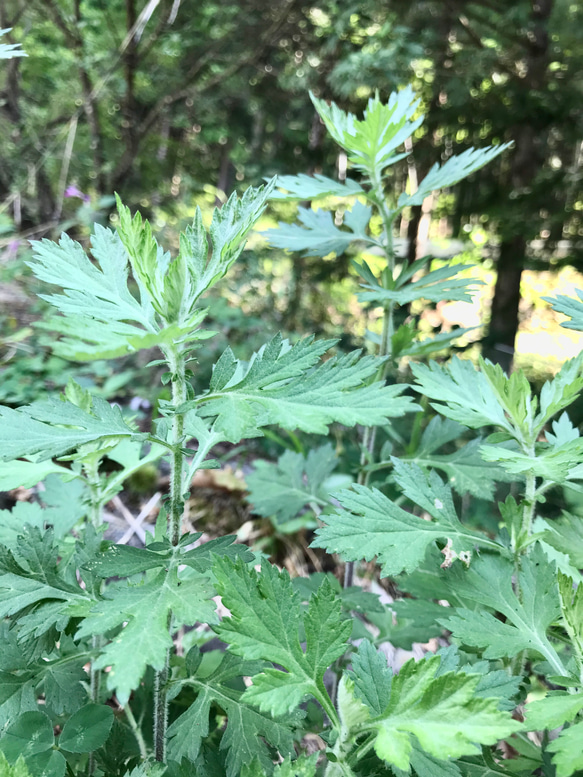 ≪ 薬用万能 無農薬 よもぎ　ビワ クリーム 40ml ≫ 3枚目の画像
