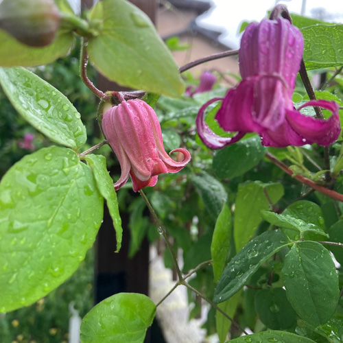 赤壺型クレマチス20粒 多肉植物 植花夢 通販 14898211｜Creema(クリーマ)