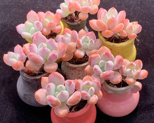 新入荷 多肉植物 桜桃チーズ ぷくぷく 双頭 抜き苗 1苗 1500円 多肉