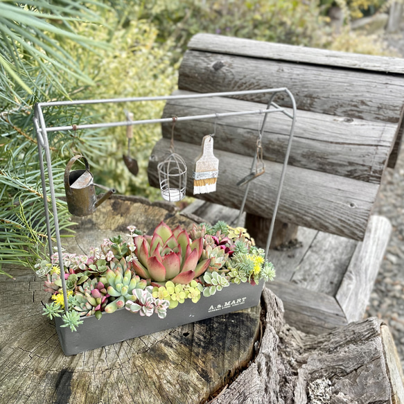 多肉植物 寄せ植え 鉢付き 多肉寄せ植えアレンジ（ミニチュア付