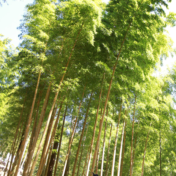 金明竹（キンメイチク）＋レモングラス染め手ぬぐい 黄色 2枚目の画像