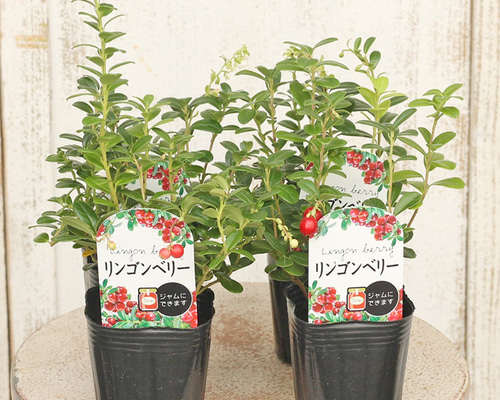 果樹花苗 リンゴンベリー 3号(9cm)ポット 赤い実 多年草 花壇 寄せ