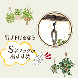 お洒落なハンギングリプサリス　ミクランサ　陶器のハンギングプランター　ブラック　4号サイズ　サボテン　観葉植物 6枚目の画像