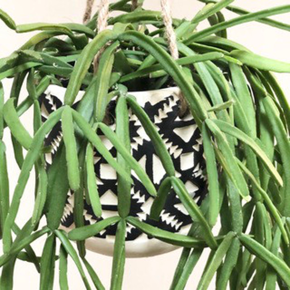 お洒落なハンギングリプサリス　ミクランサ　陶器のハンギングプランター　ブラック　4号サイズ　サボテン　観葉植物 3枚目の画像