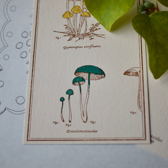 [蘑菇明信片]甘茸蘑菇/一本姬/90×148mm/凸版印刷 第3張的照片
