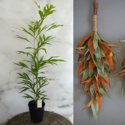 グレビレア ゴールド バイレヤナ 苗 オージープランツ ドライフラワー