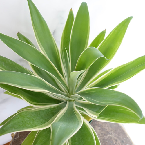 希少 アガベ レイオブライト 斑入り 8号 アテナータ 観葉植物