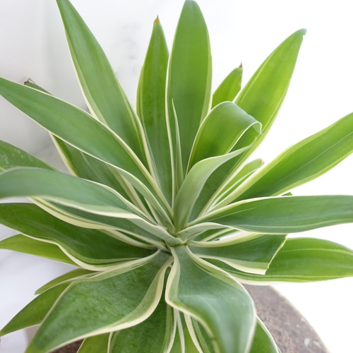 アガベ　アテナータ　レイオブライト 鉢のまま発送 アガベ アテナータ レイオブライト 5号鉢 - メルカリ