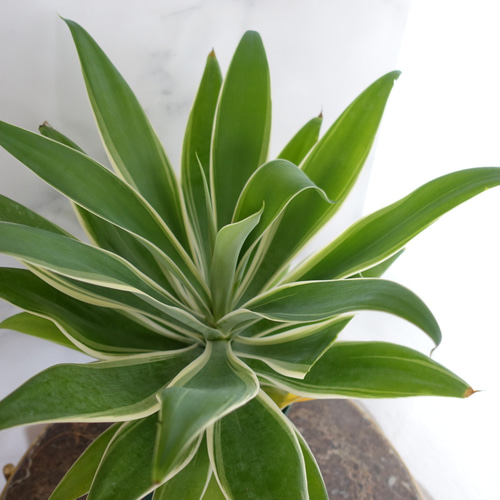 希少 アガベ レイオブライト 斑入り 8号 アテナータ 観葉植物 多肉植物