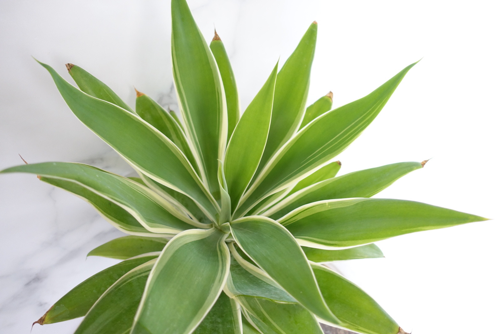 大人も着やすいシンプルファッション / 植物地獄様　レイヴン マクラータ斑入り　葉挿し1枚 その他観葉植物