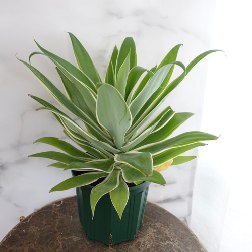 希少 アガベ レイオブライト 斑入り 8号 アテナータ 観葉植物 多肉植物