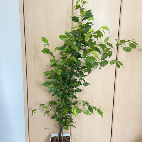 大特価！希少！ベンジャミン　レジナルド　苗　苗木　観葉植物　8号鉢　3株植え 大特価！希少！ベンジャミン レジナルド 苗 苗木 観葉植物 8号鉢 3株