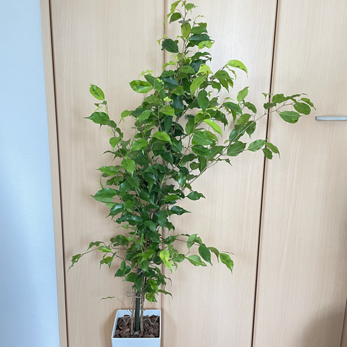 ツヤツヤの美しい葉♡ベンジャミン レジナルド 希少 観葉植物 室内