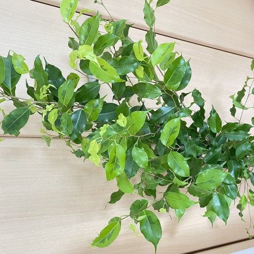 ツヤツヤの美しい葉♡ベンジャミン レジナルド 希少 観葉植物 室内