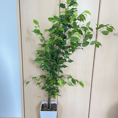 ツヤツヤの美しい葉♡ベンジャミン レジナルド 希少 観葉植物 室内