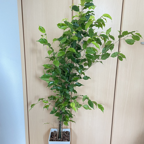 ベンジャミン・レジナルド　8号　鉢底から約140cm ベンジャミン・レジナルド 8号 鉢底から約140cm