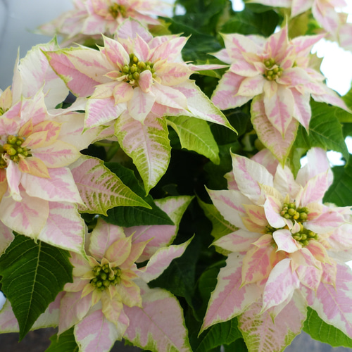 華やか♡八重咲き プリンセチア ロゼマーブル 5号 ポインセチア
