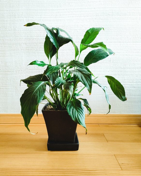 スパティフィラム　1点のみ　半日陰でも育てやすい　観葉植物　溶け込む魅力　濃緑 1枚目の画像