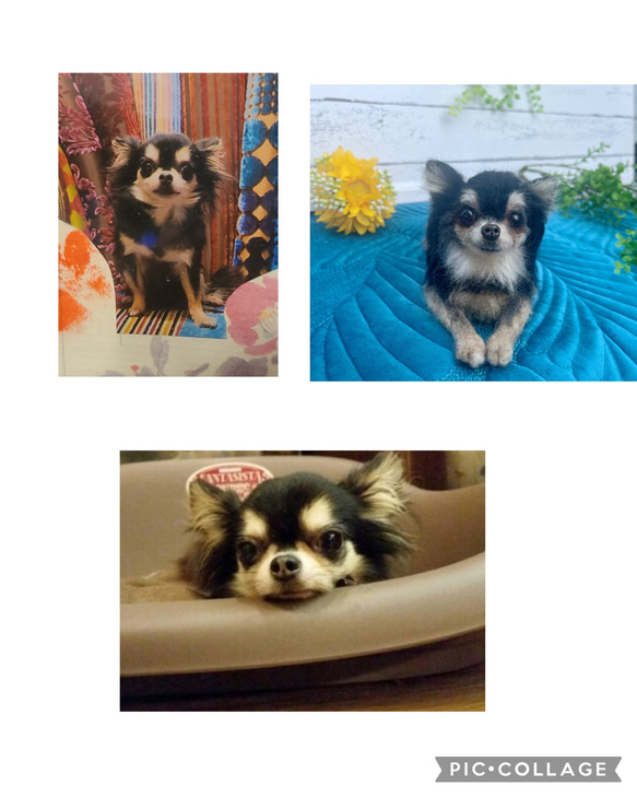 ゆうき様 オーダー専用 羊毛フェルト 犬 羊毛フェルトチワワ 【公式通販】