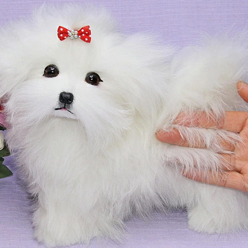☆ぴのきち☆7.0cmのマルチーズちゃん☆羊毛フェルト マルチーズ
