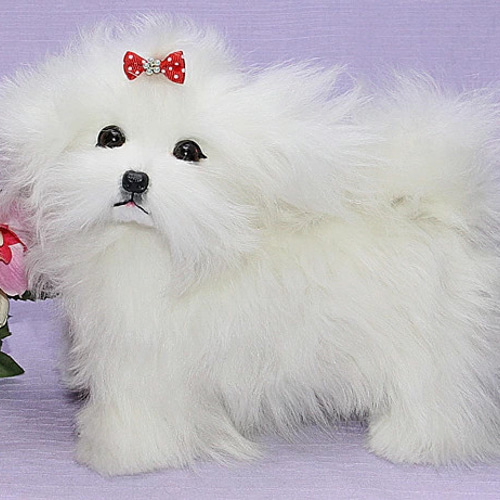 マルチーズ・ぬいぐるみ。現品お届けです。日本生まれの上品質を