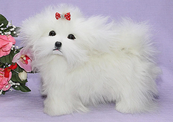 【新品】 犬 マルチーズ ぬいぐるみ 作家 ぬいぐるみ パピマル ぬいぐるみ 新品】 犬 マルチーズ ぬいぐるみ 作家 ぬいぐるみ パピマル