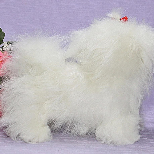 マルチーズ・ぬいぐるみ。現品お届けです 日本生まれの上品質を