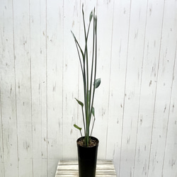 スタイル良好 極楽鳥花 ストレリチア  ユンケア  ノンリーフ 2枚目の画像