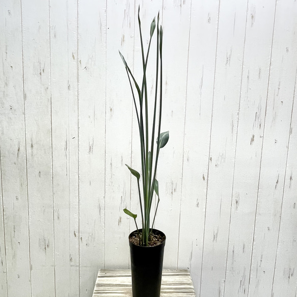 スタイル良好 極楽鳥花 ストレリチア  ユンケア  ノンリーフ 2枚目の画像