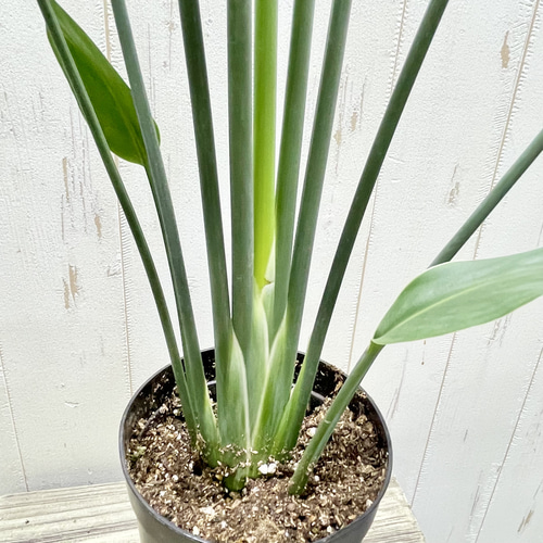 スタイル良好 極楽鳥花 ストレリチア ユンケア ノンリーフ その他