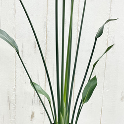 スタイル良好 極楽鳥花 ストレリチア  ユンケア  ノンリーフ 6枚目の画像