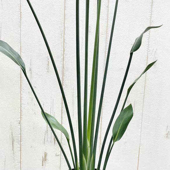 スタイル良好 極楽鳥花 ストレリチア  ユンケア  ノンリーフ 6枚目の画像