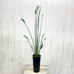 スタイル良好 極楽鳥花 ストレリチア  ユンケア  ノンリーフ 1枚目の画像