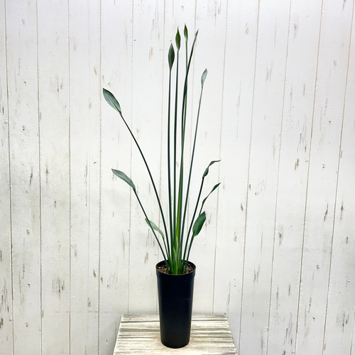 スタイル良好 極楽鳥花 ストレリチア ユンケア ノンリーフ その他