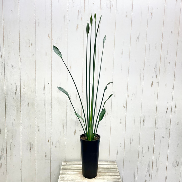 スタイル良好 極楽鳥花 ストレリチア  ユンケア  ノンリーフ 1枚目の画像