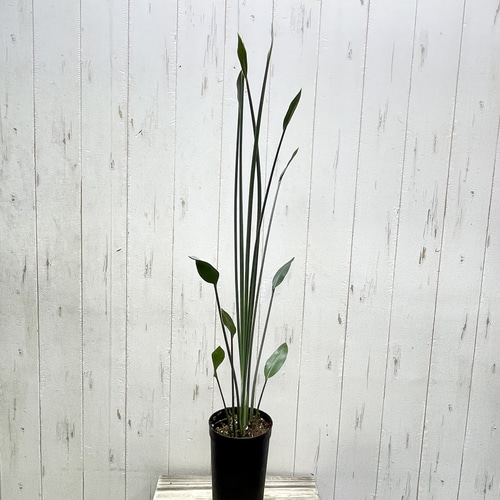 スタイル良好 極楽鳥花 ストレリチア ユンケア ノンリーフ その他