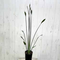 スタイル良好 極楽鳥花 ストレリチア  ユンケア  ノンリーフ 4枚目の画像