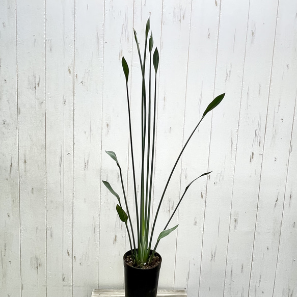 スタイル良好 極楽鳥花 ストレリチア  ユンケア  ノンリーフ 4枚目の画像