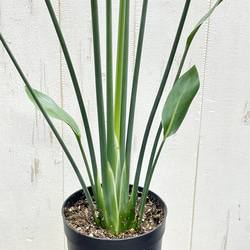 スタイル良好 極楽鳥花 ストレリチア  ユンケア  ノンリーフ 7枚目の画像