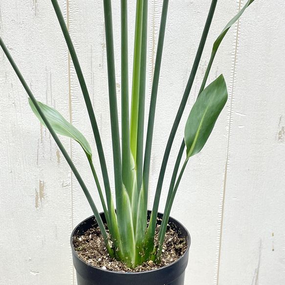 スタイル良好 極楽鳥花 ストレリチア  ユンケア  ノンリーフ 7枚目の画像