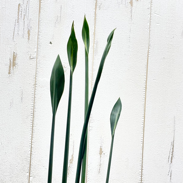 スタイル良好 極楽鳥花 ストレリチア  ユンケア  ノンリーフ 5枚目の画像