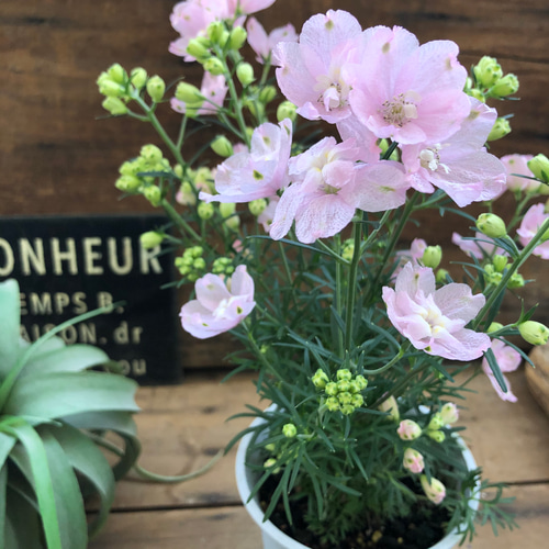 さくらひめ♡新品種♡二期咲き♡デルフィニウム♡ガーデニング アート