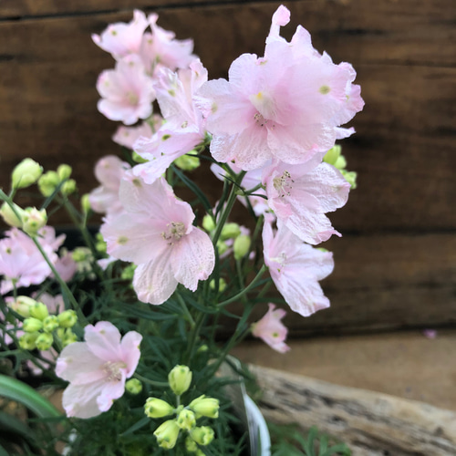 さくらひめ♡新品種♡二期咲き♡デルフィニウム♡ガーデニング アート