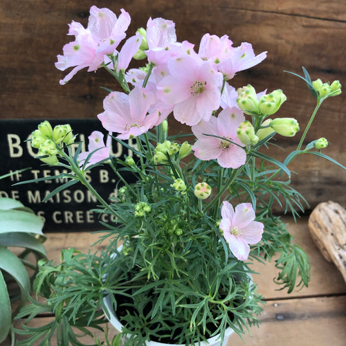 さくらひめ♡新品種♡二期咲き♡デルフィニウム♡ガーデニング アート